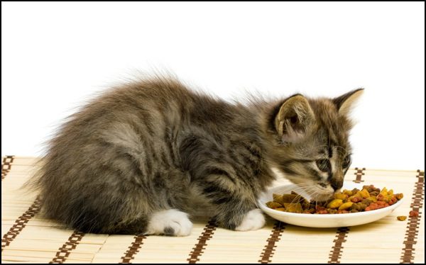 Меню для котенка