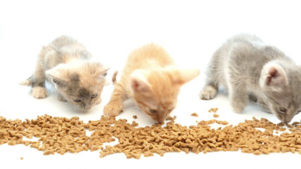 Меню для котенка