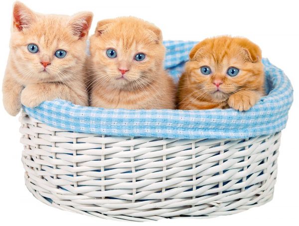 Хочу завести котенка что нужно знать