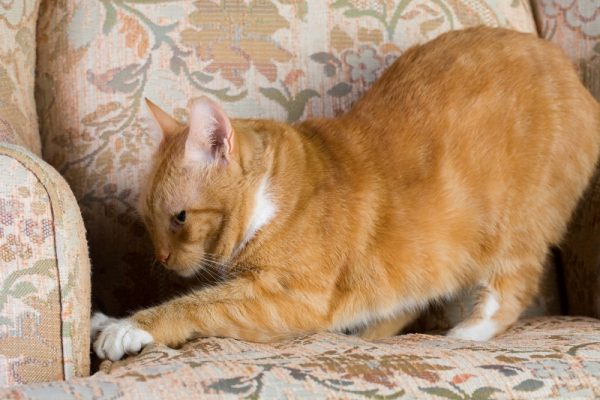 Почему кошки топчутся