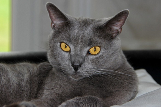 Кот Шартрез