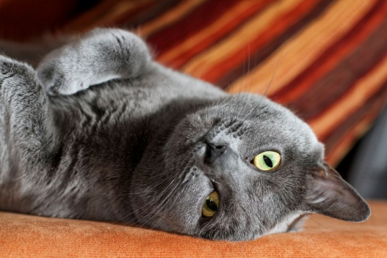 кошка породы Шартрез