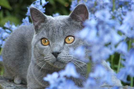 кошка Шартрез