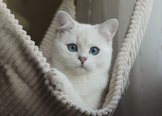 серебристая шиншилла