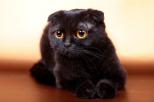 черный скоттиш фолд