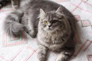 шотландские кошки