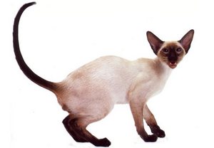 сиамские кошки