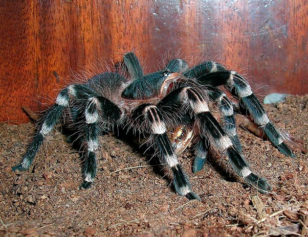 При содержание acanthoscurria geniculata дома необходимо поддерживать определенный температурный режим