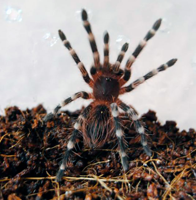 Когда самка acanthoscurria geniculata готова к спариванию, она начинает стучать лапками по настилу или стеклу