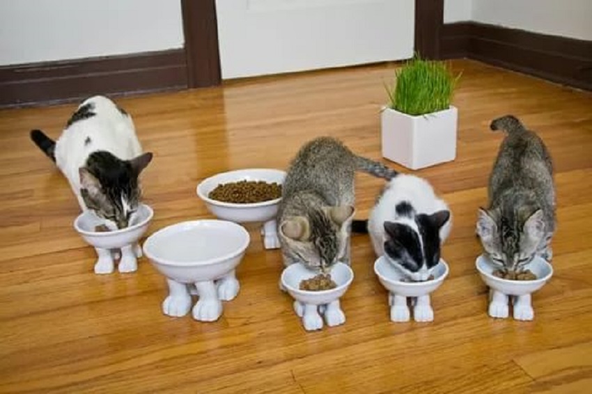 Чем лучше кормить кошку