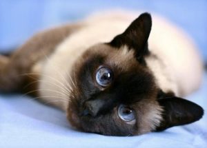 тайская кошка