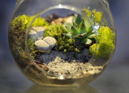 terrarium-34
