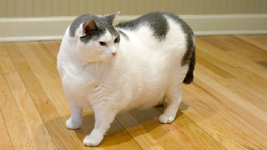 ожирение у кота