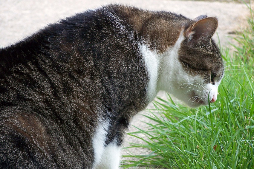 Трава для кошки