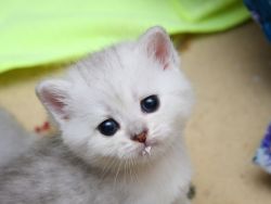 у котенка глисты