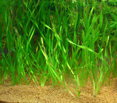 vallisneria_americana