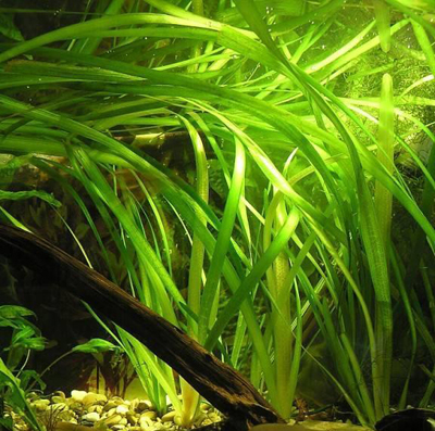 vallisneria_gigantea2