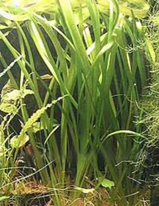vallisneria_neotropicalis
