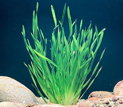 Vallisneria spiralis