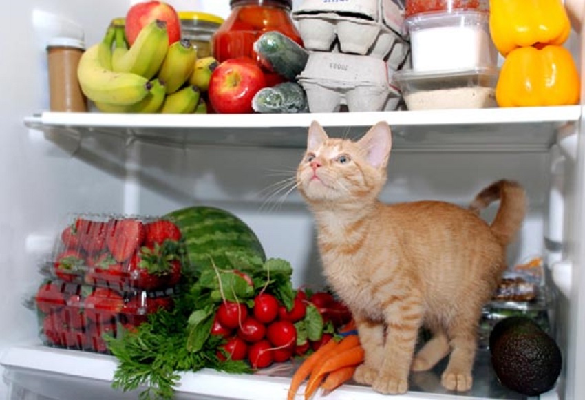 Вредные продукты для котов