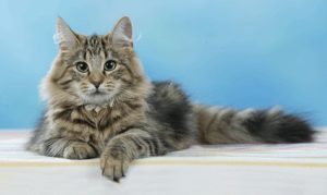 котенок породы норвежская лесная