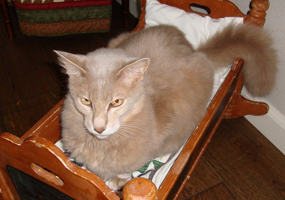 кот яванез