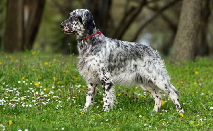 Английский сеттер (англ. english setter)