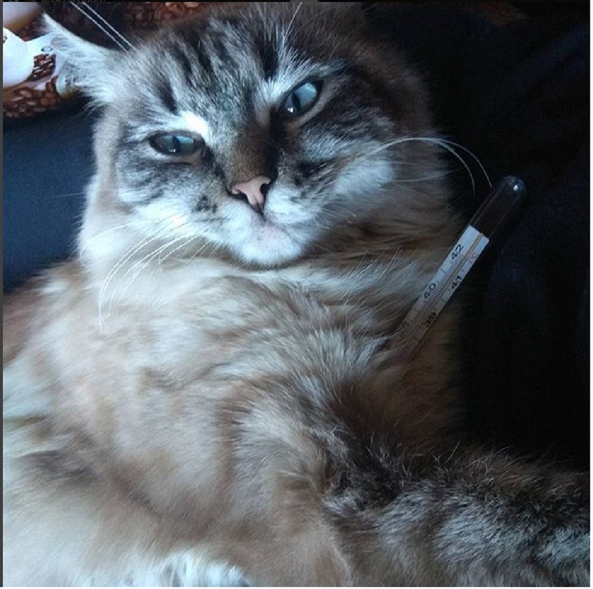 Помощь коту при удушье