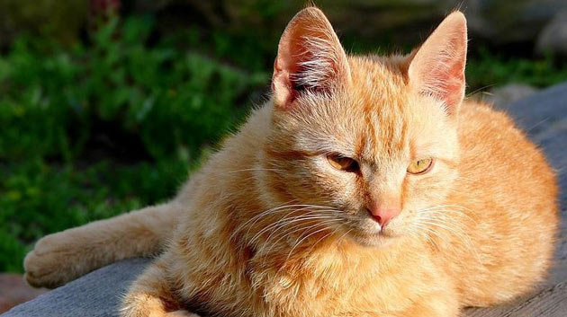 Породы кошек - Бразильская короткошёрстная