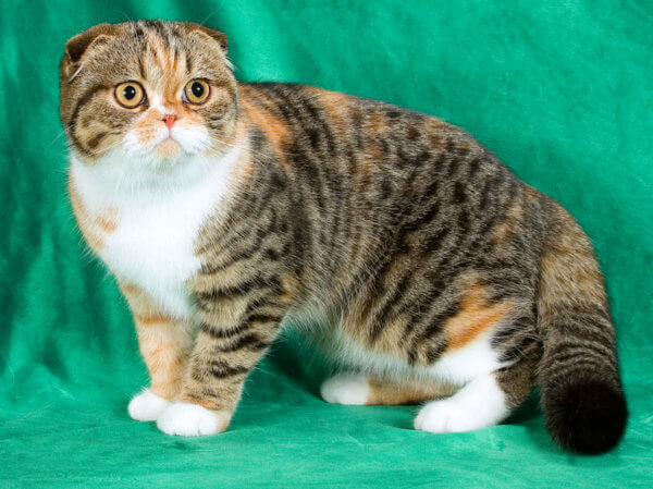 Шотландская вислоухая кошка