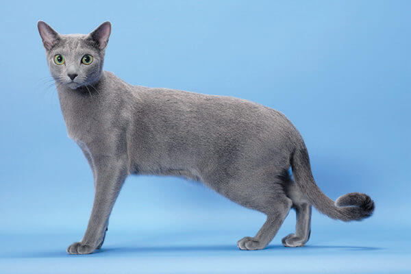 Русская голубая кошка