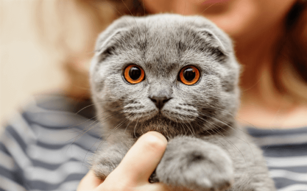 Стандарты шотландских вислоухих кошек