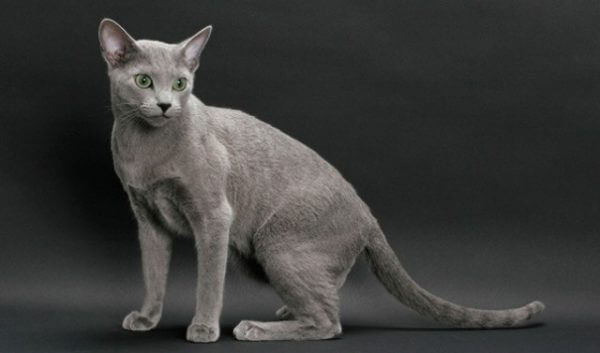 Русская голубая кошка