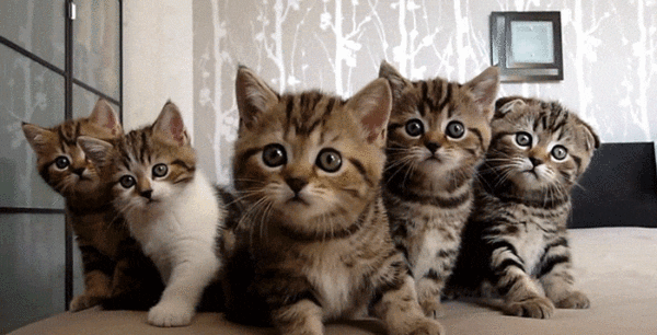 Как выбрать котенка