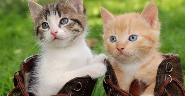 Как выбрать котенка