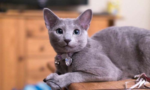 Русская голубая кошка