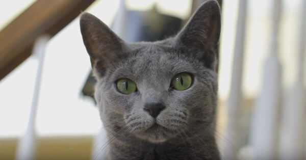 Русская голубая кошка