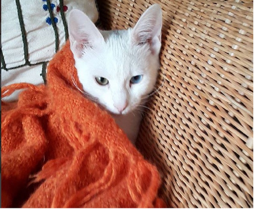 Как обрабатывать раны коту