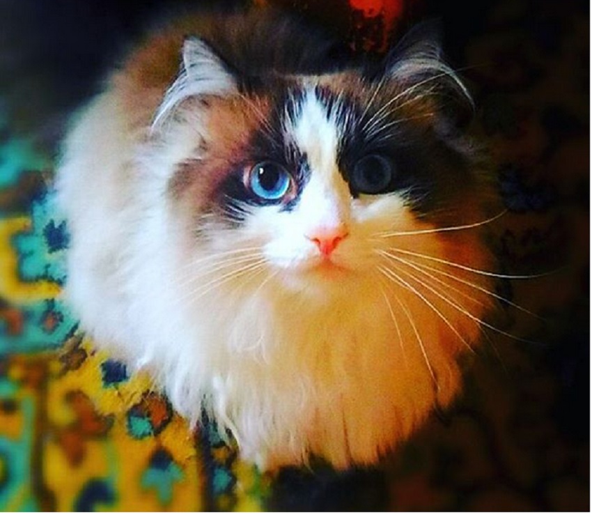 Внешний вид и уход за рагамаффинами
