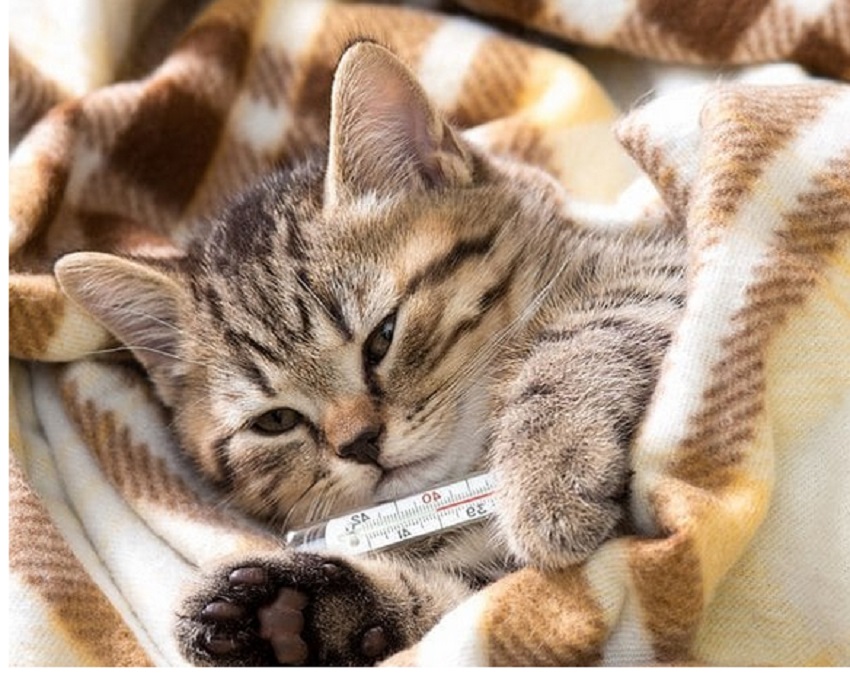 Как вылечить кота