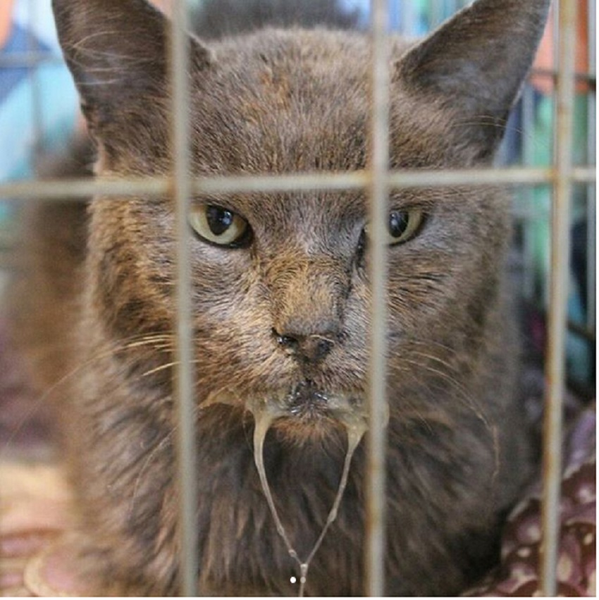 Симптомы удушья у кота