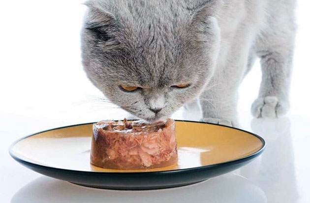 Цена на влажные корма для кошек, зачастую достаточно высока
