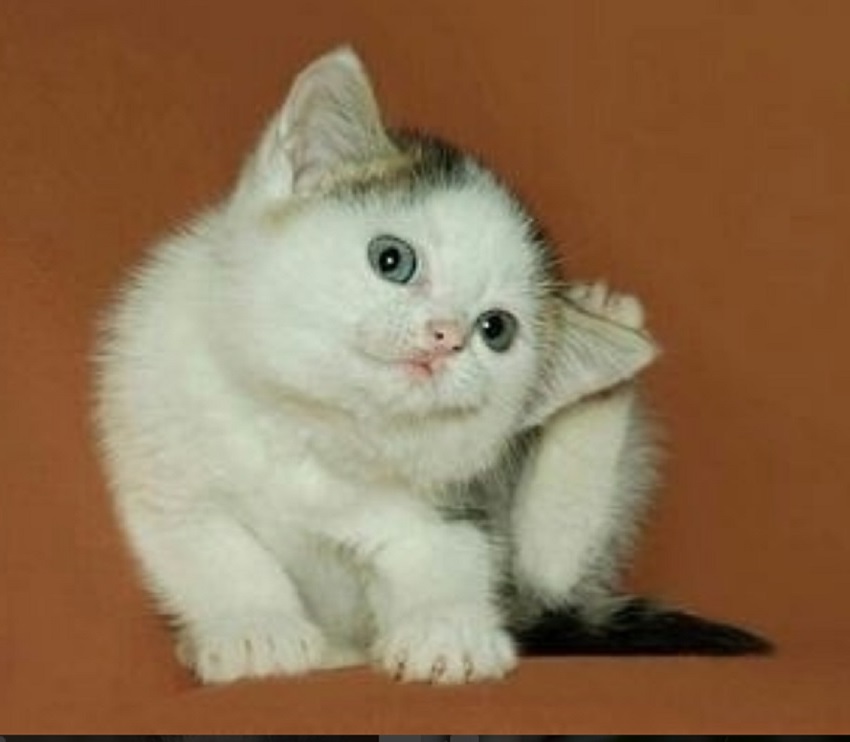 Блохи у кота