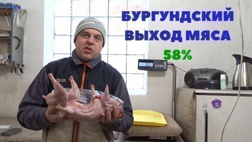 Выход мяса бургундской породы