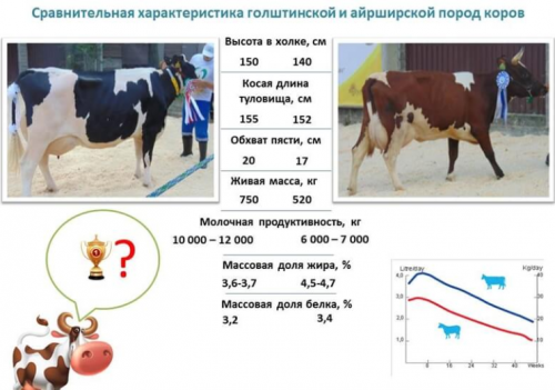 Сравнительные характеристики коров айширской и голштинской пород