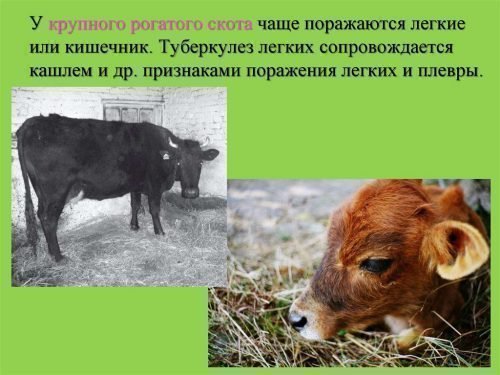 Туберкулез коров