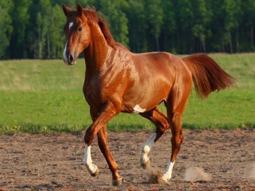 андалузская лошадь