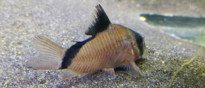 Бандитские-Corydoras