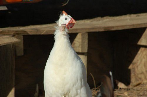 Белая цесарка