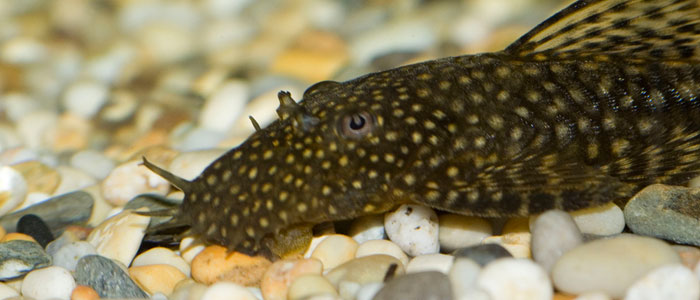 bristlenose-Pleco